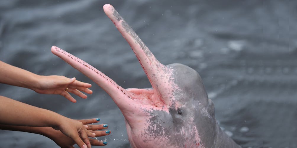 دلفین صورتی، عکس از سایت "دین یاکوبز"