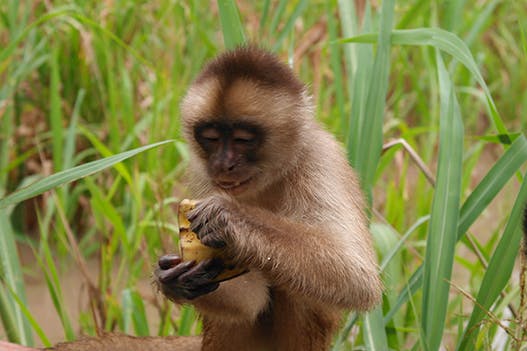 آمازون، میمون