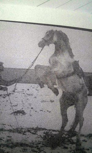 اسب حاج‌داوود رحمانی در قزلحصار