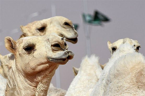 تحمیل جراحی بوتاکس به شتر در فستیوال شتر عربستان