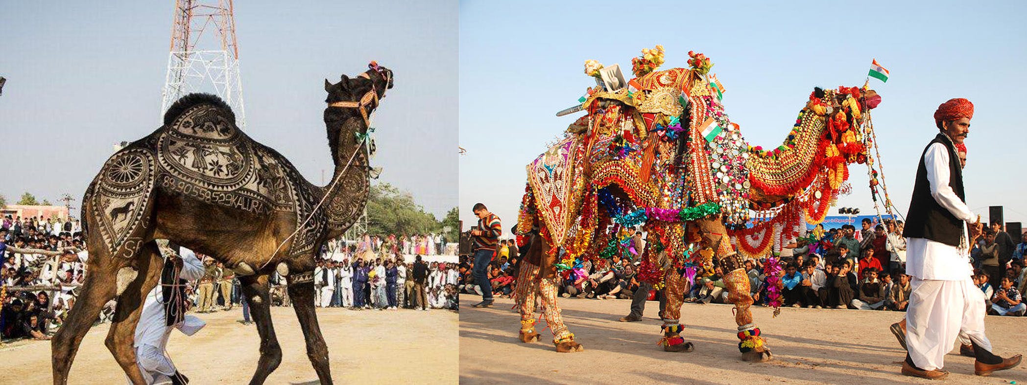تحمیل پوشش سنگین و آرایش طرح‌دار مو به شتر در فستیوال شتر هند