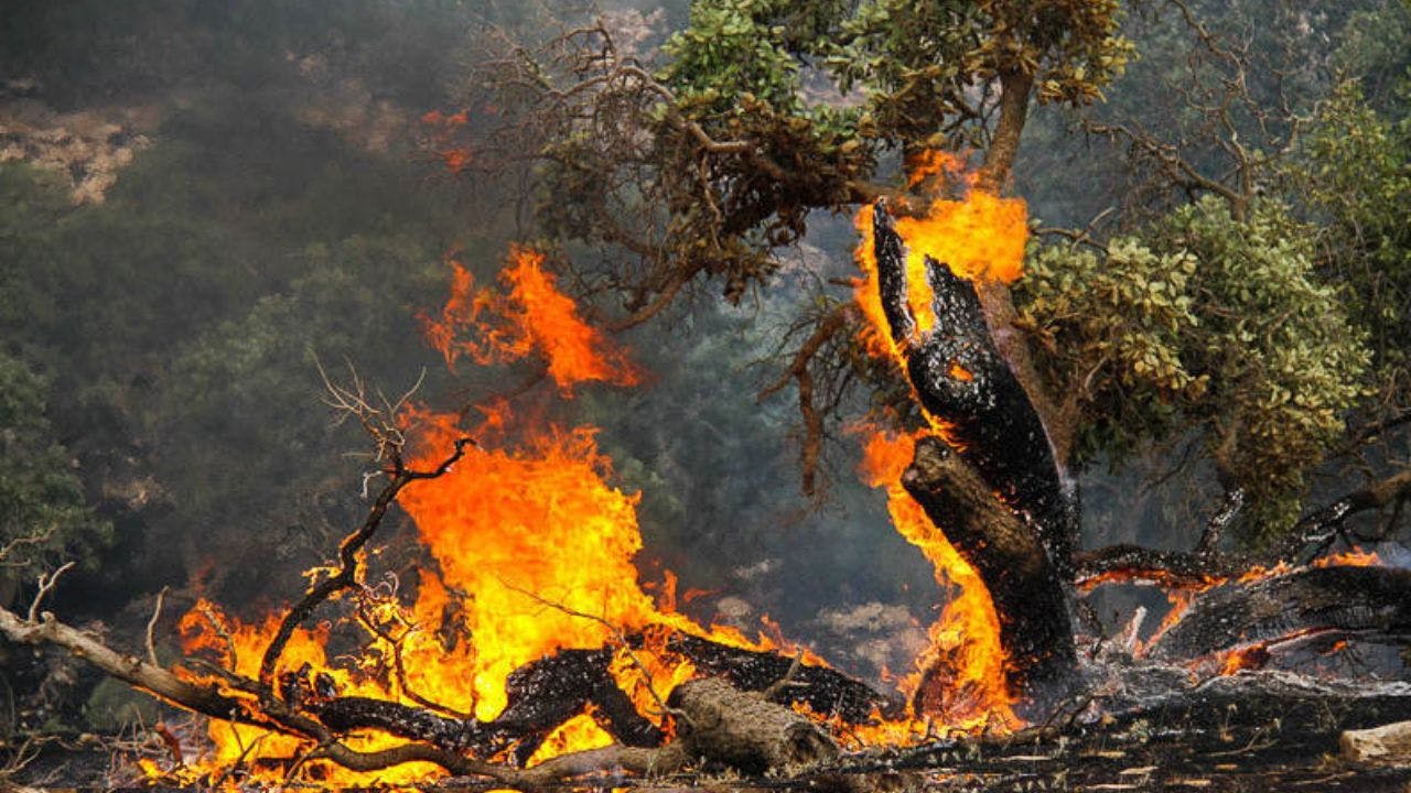 سوختن جنگل‌ها در ایران. بنابر آمار رسمی به طور متوسط سالانه ۱۶هزارو ۷۲۷ هکتار جنگل و مرتع در آتش می سوزد.