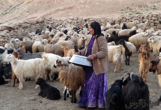گله بز و گوسفند ، کهگیلویه و بویراحمد − عکس از سایت امید زاگرس
