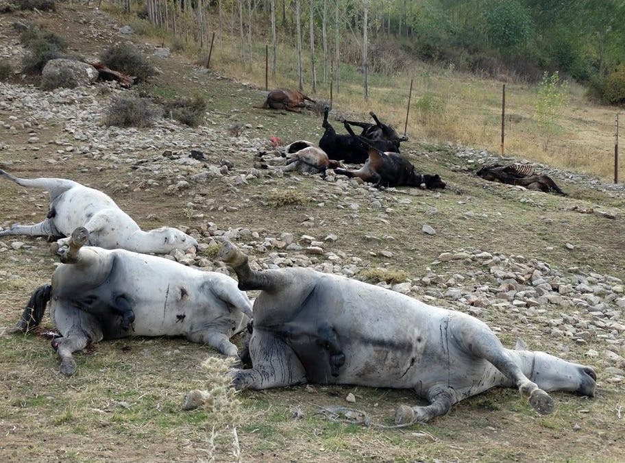 کُشتارِ اسب‌های باربر توسط نیروهای مرزبانی بانه (۱۳۹۵): عکس از «شبکه حقوق بشر کردستان»