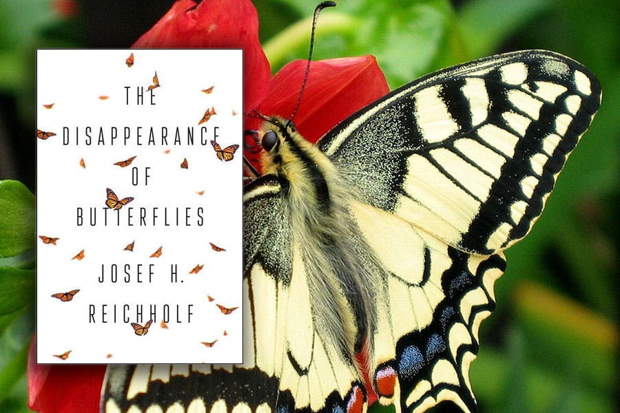 Josef H. Reichholf: The Disappearance of Butterflies. Polity, 2020