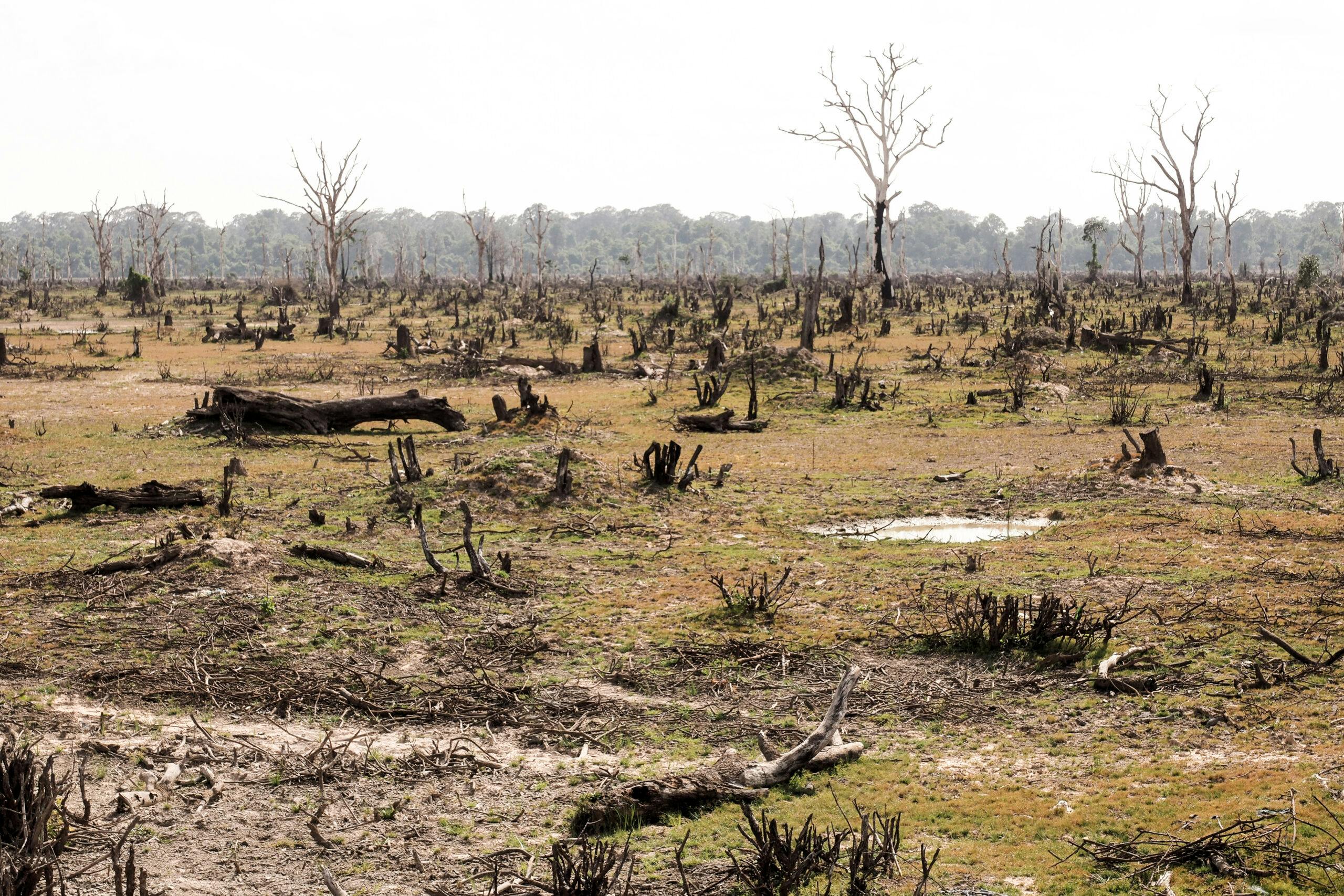Deforestation,,Cutting,Down,Trees,For,Human,Uses,Causes,Environmental,Effects
