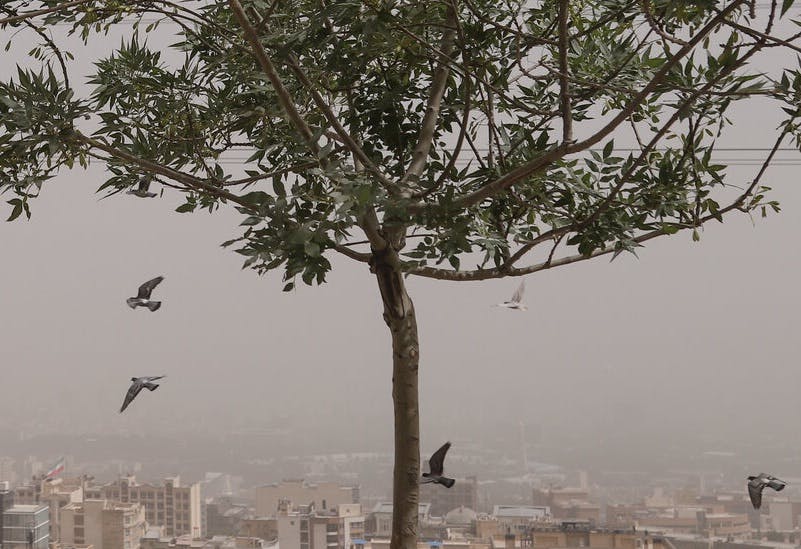 تصویر آلودگی هوا با یک درخت در مرکز عکس