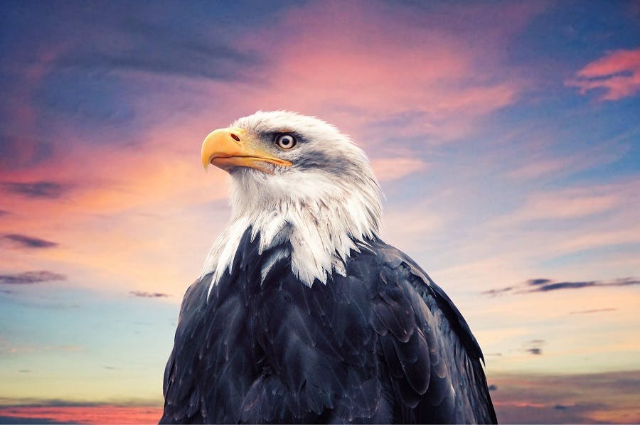عقاب – کاریسمای قدرت، تصویر از Shutterstock