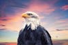 عقاب – کاریسمای قدرت، تصویر از Shutterstock