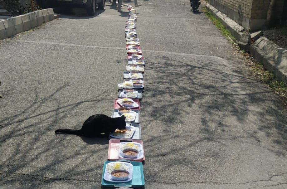 گربه سیاهی بر سر سینی‌های غذایی که دانشجویان به نشانه اعتراض در حیاط دانشگاه خواجه نصیر چیده‌اند حاضر شده است