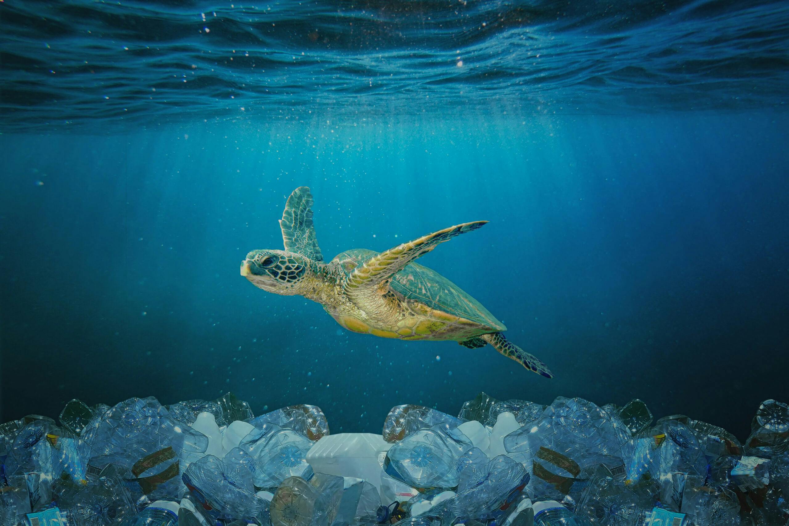 تصویری از یک لاک پشت دریایی و کف اقیانوس که پر از بطری‌های پلاستیکی است