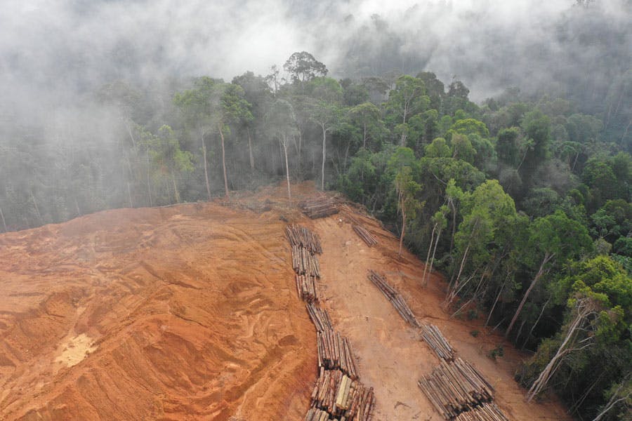 جنگل زدایی. عکس هوایی از قطع درختان در جنگل های بارانی مالزی