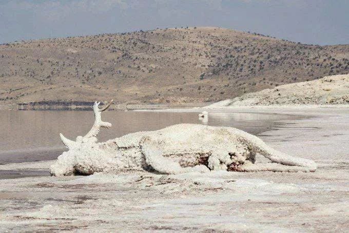 تصویری غم انگیز از مرگ جانوری در نمک‌های دریاچه ارومیه.