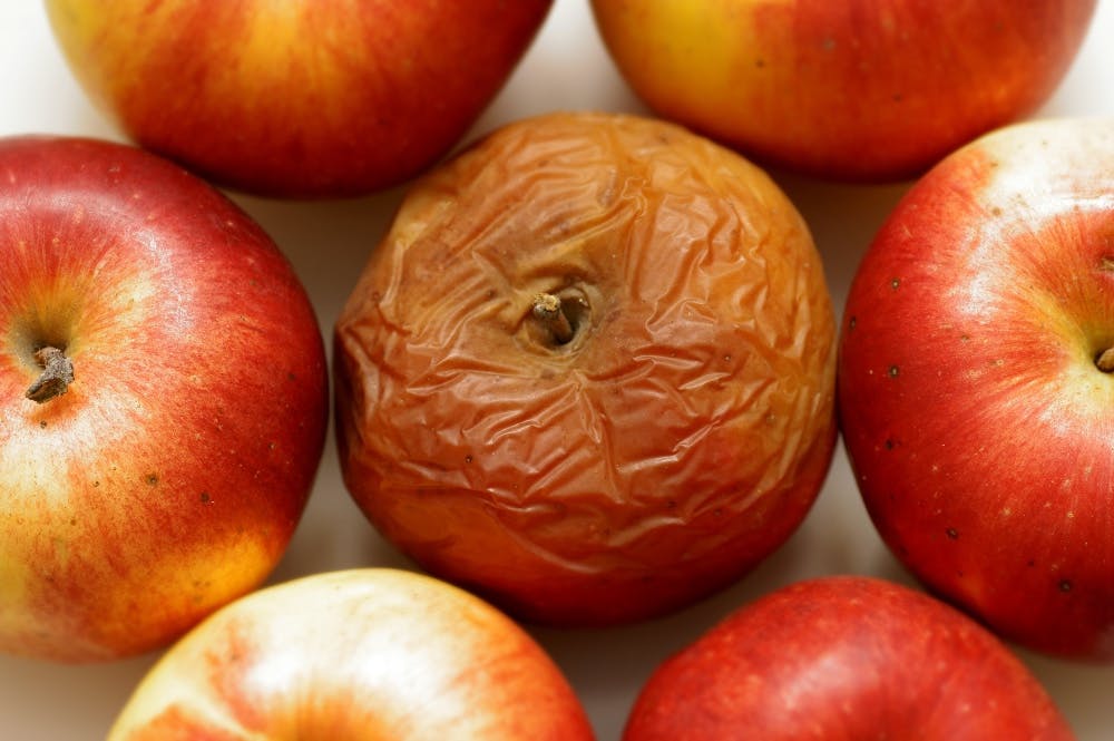 تصویر یک سیب گندیده در میان سیب ها