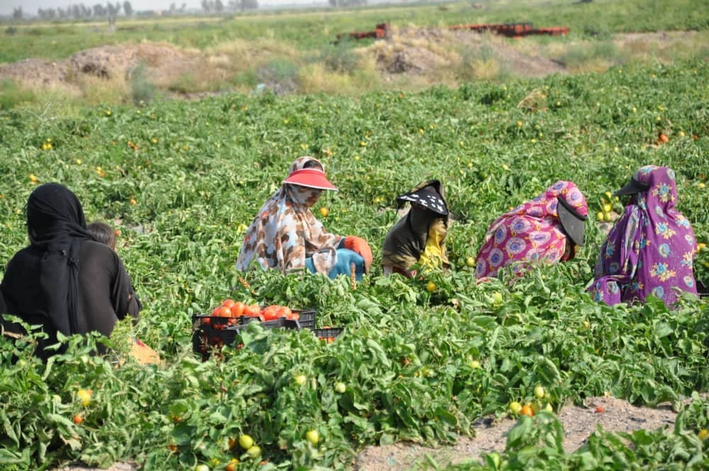 نمایی از زنان کشاورز جنوب کرمان
