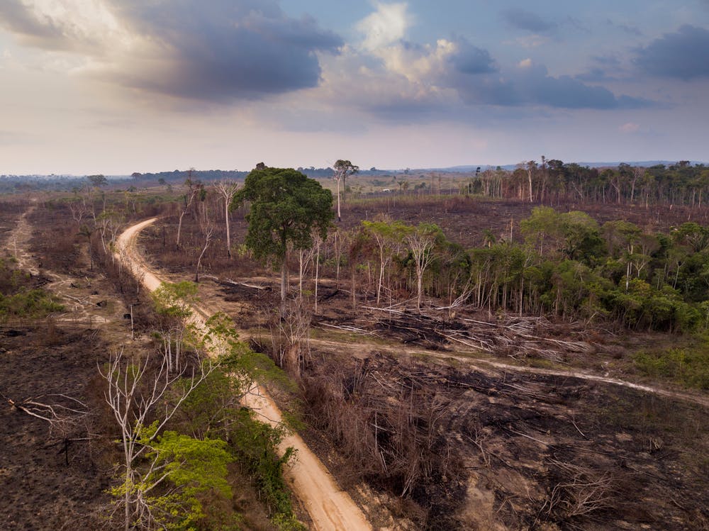 تصویر تزئینی از شاتر استاک، جنگل‌زدایی در محدوده جنگل‌های آمازون را نشان می‌دهد.