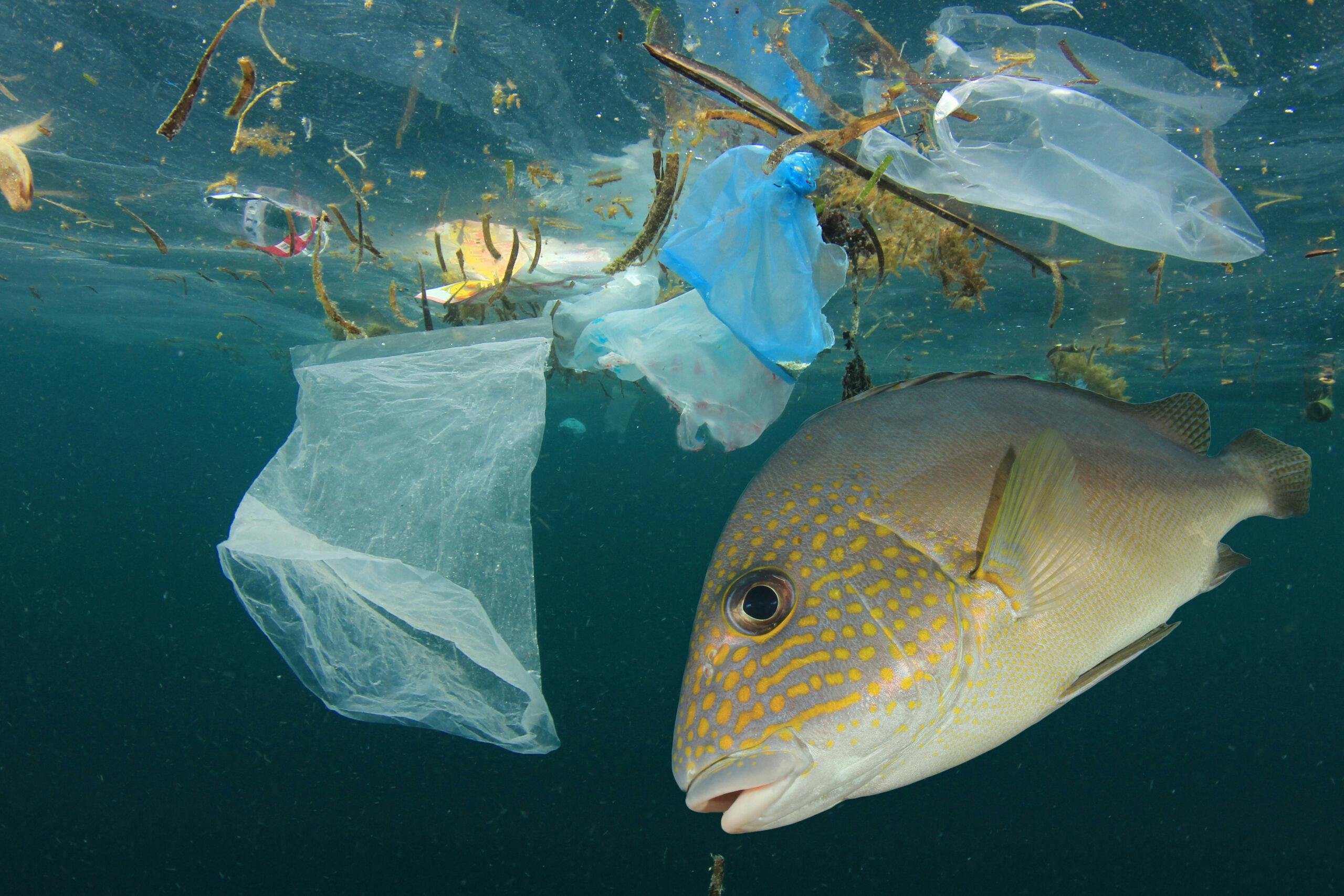 تصویر تزئینی از شاتر استاک یک ماهی را در کنار آلودگی پلاستیکی دریاها نشان می‌دهد