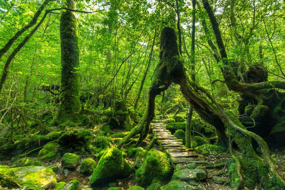 تصویر تزئینی از شاتر استاک یک جنگل کهنسال را نشان می‌دهد که از میانه‌اش، بدون آسیب به طبیعت، یک مسیر برای عبور آدمی هم باز گذاشته شده است.