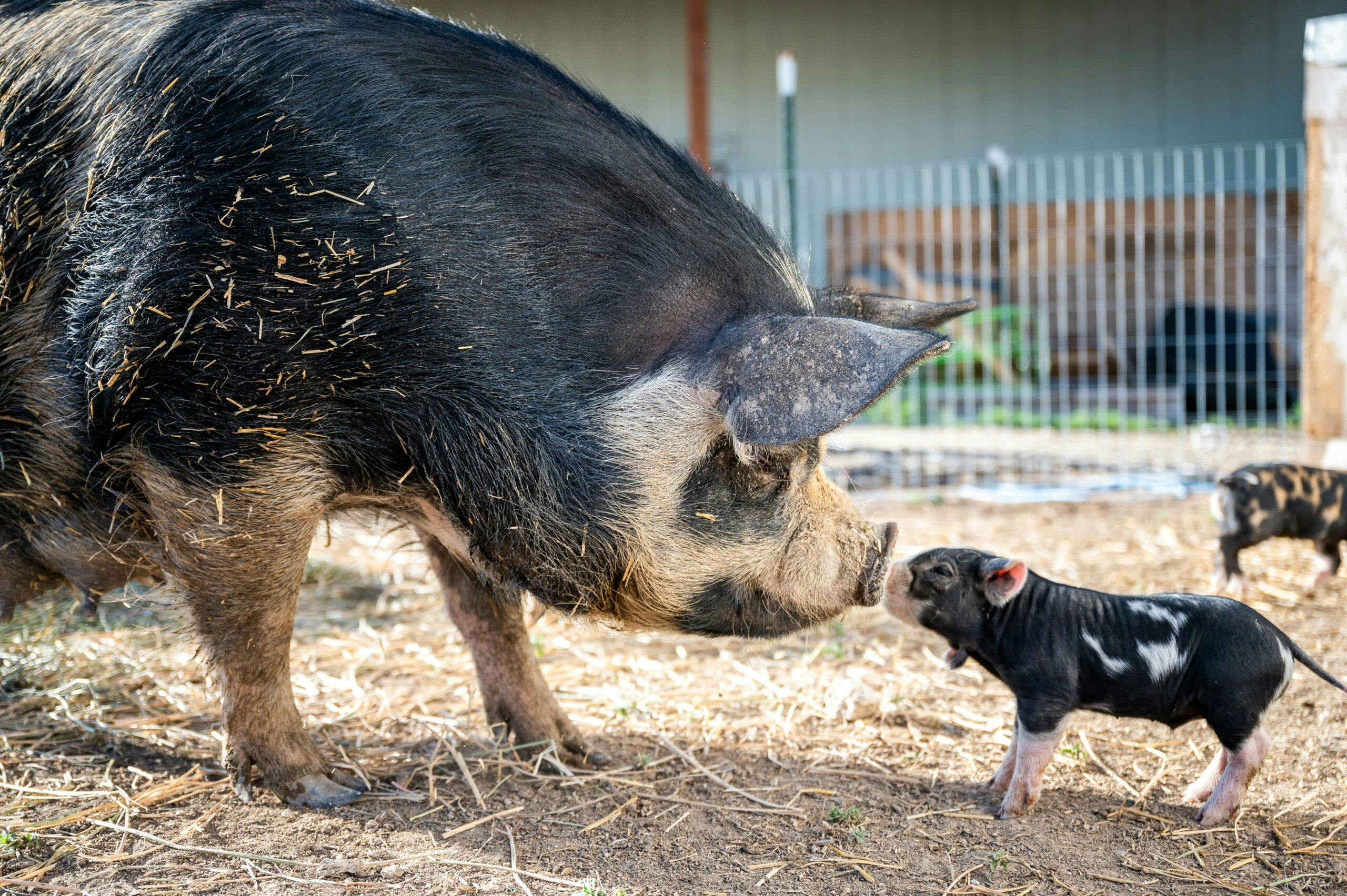 یک مادر خوک و یک بچه خوک که پوزه به هم می مالند