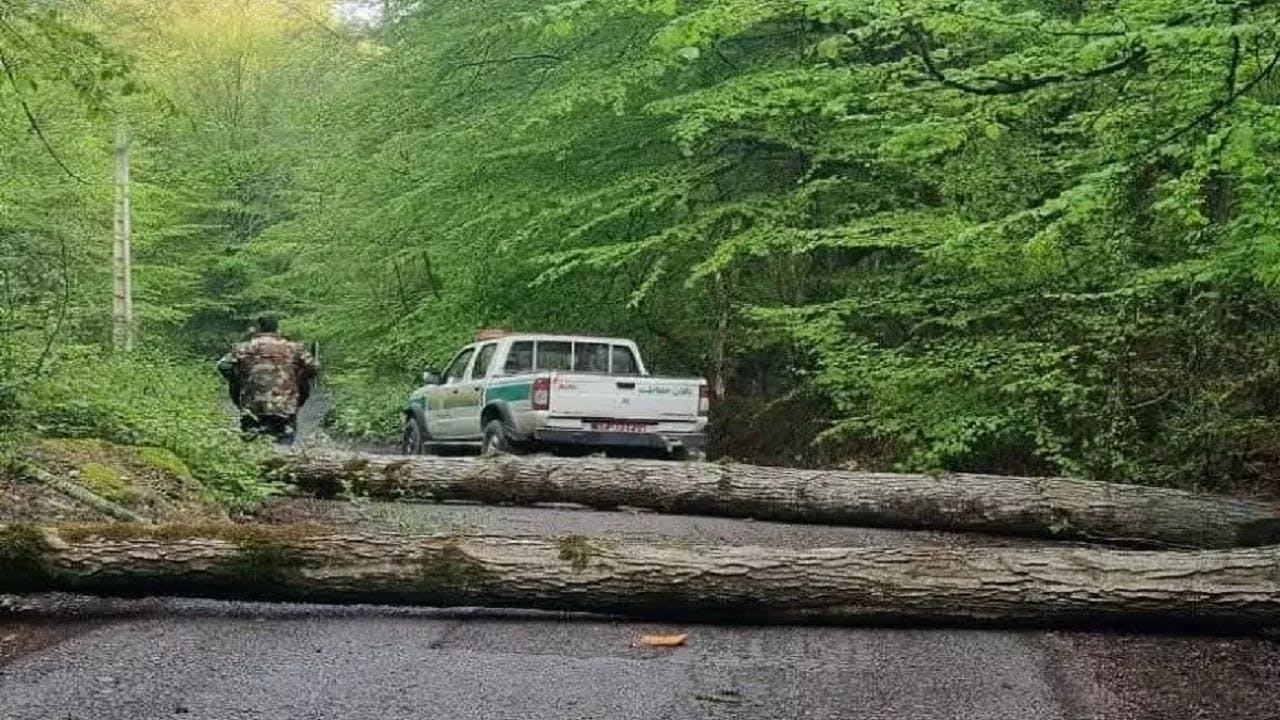 نمایی از درخت قطع شده در جنگ و یک ماشین