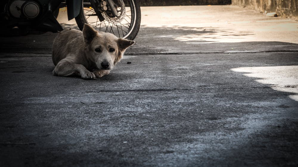 یک سگ خیابانی در کنار یک موتورسیکلت دراز کشیده است