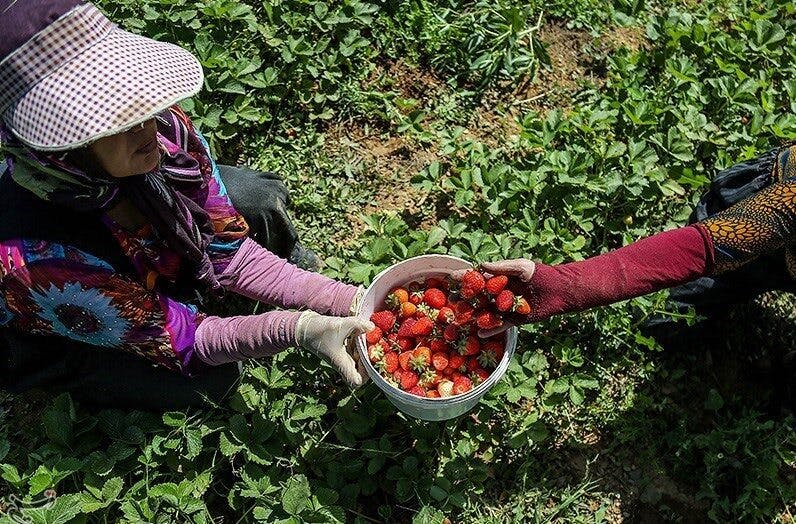 زنی در حال برداشت توت فرنگی از زمین در کردستان