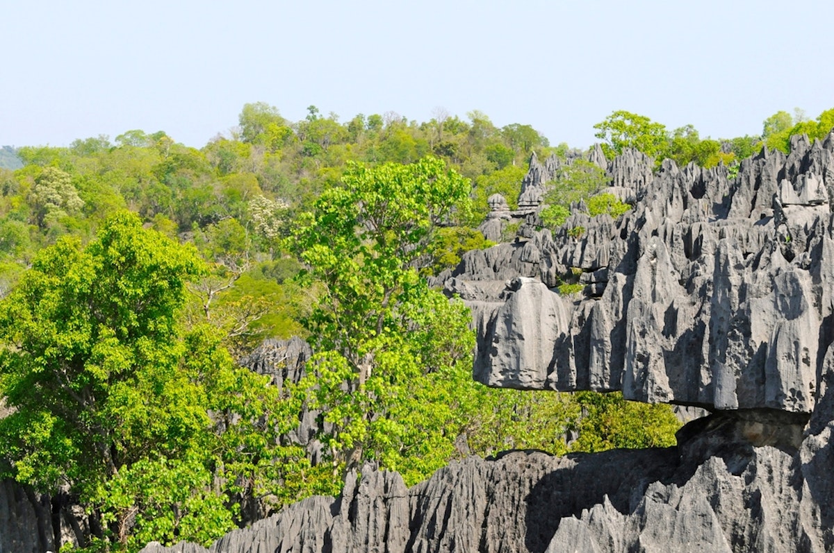 تصویری از صخره و درختان در ماداگاسکار