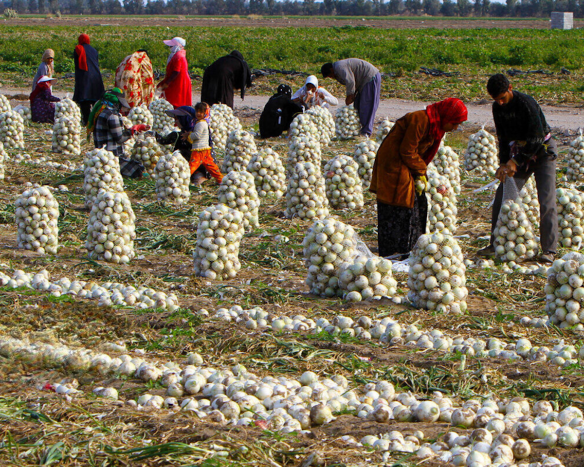 تعدادی زن کارگر در یک مرزعه پیاز در حال گونی‌کردن پیاز‌ها